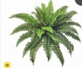 34” diameter UV ESTATE BOSTON FERN