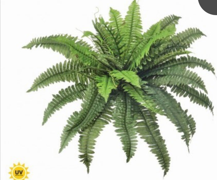 34” diameter UV ESTATE BOSTON FERN