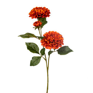 Dahlia  flower