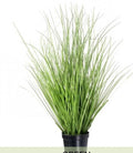 Herb Grass 15”